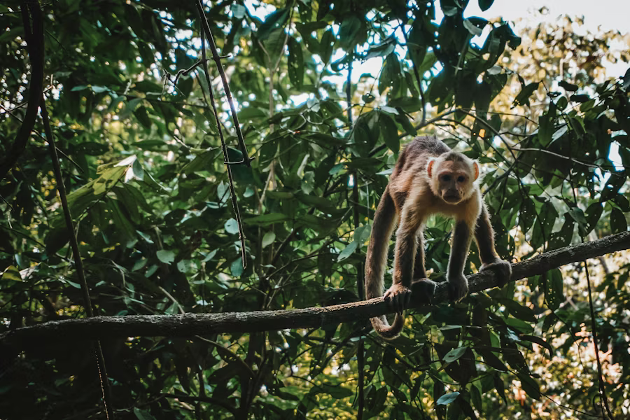 Tayrona Jungle
